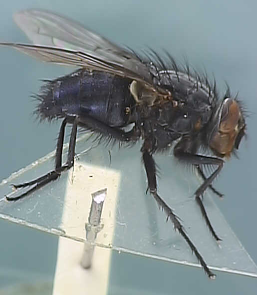 Calliphora erythrocephala